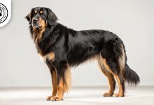 Hovawart Dog