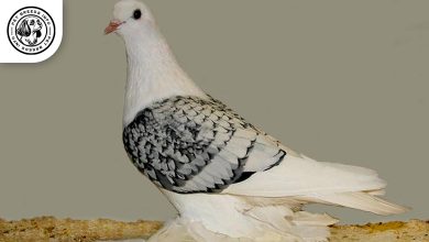 Ice pigeon