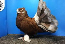 Indian Fantail Pigeon