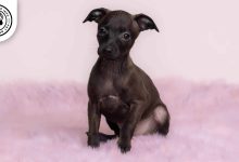 Italian Greyhound Dog