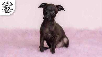 Italian Greyhound Dog