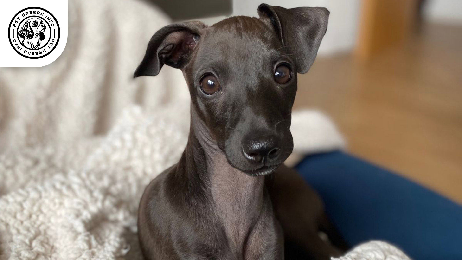 Italian Greyhound Dog Diet
