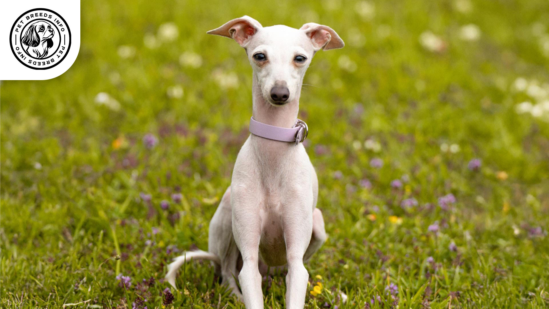 Italian Greyhound Dog Interaction