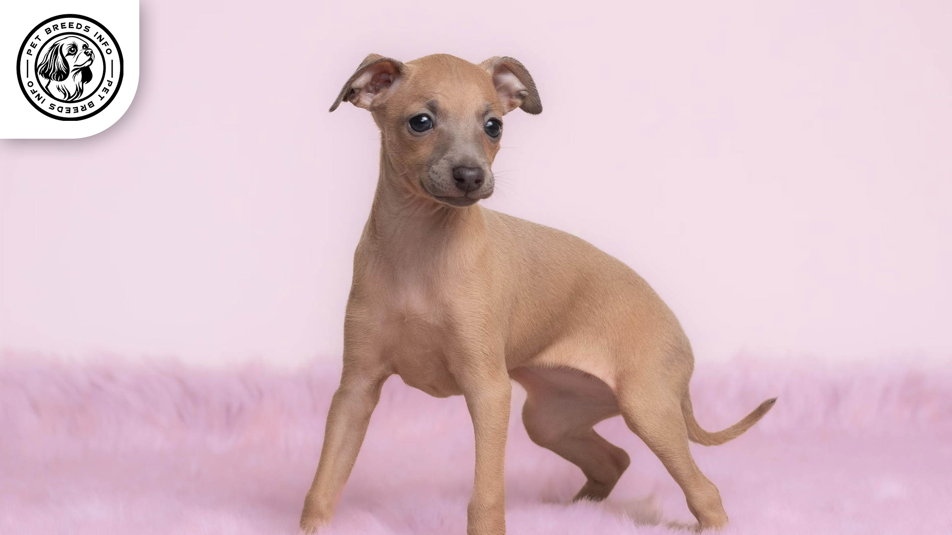 Italian Greyhound Dog Personality