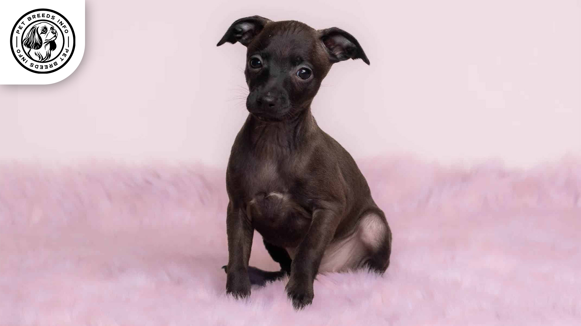 Italian Greyhound Dog
