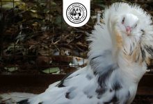 Jacobin Pigeon