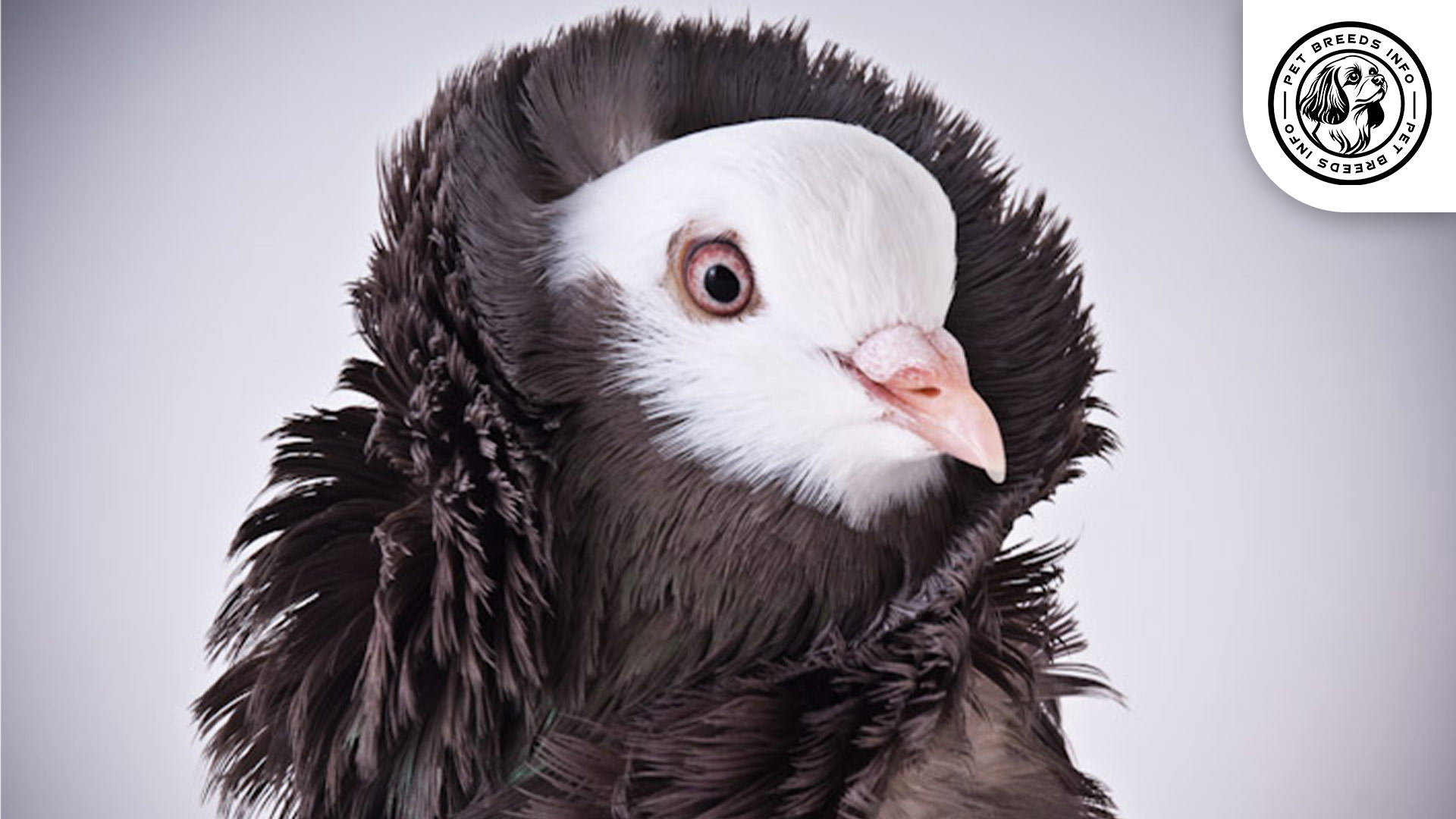 Jacobin Pigeon Diet