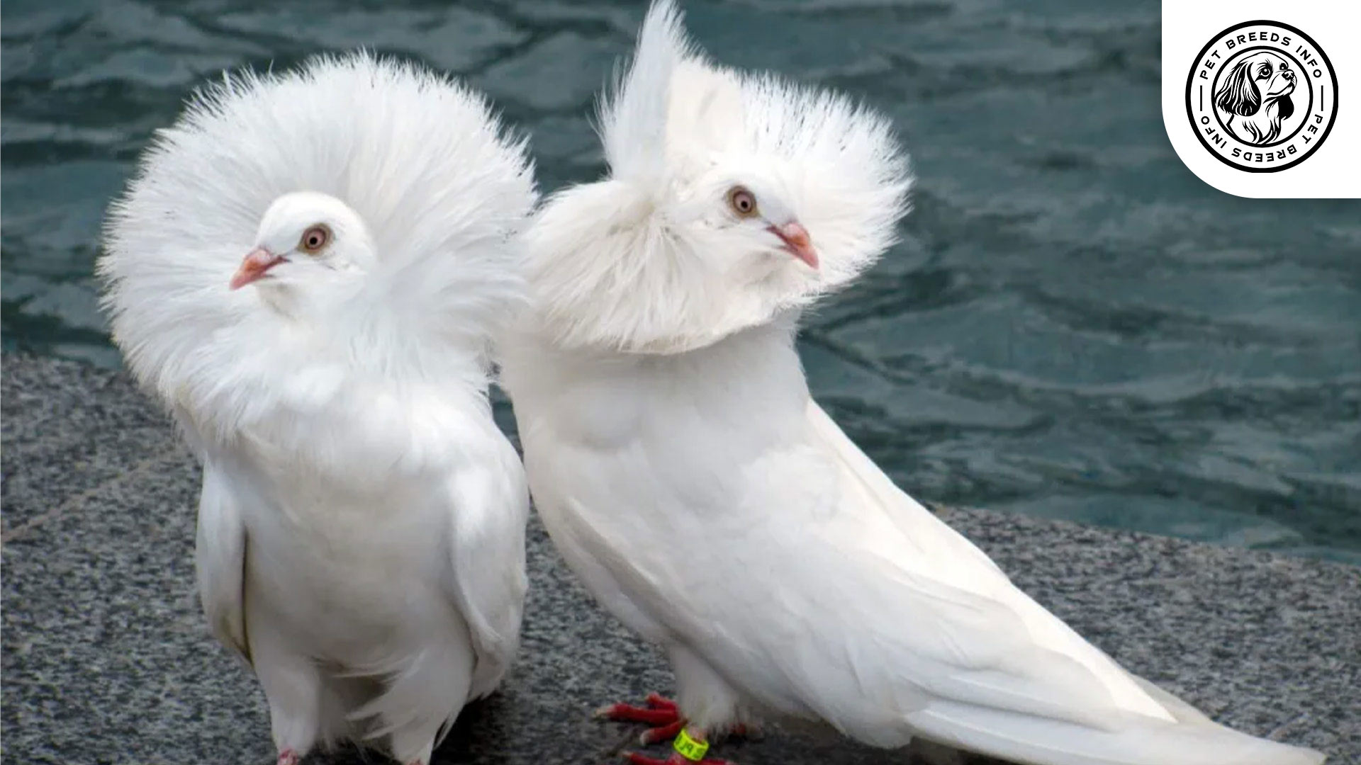 Jacobin Pigeon Personality