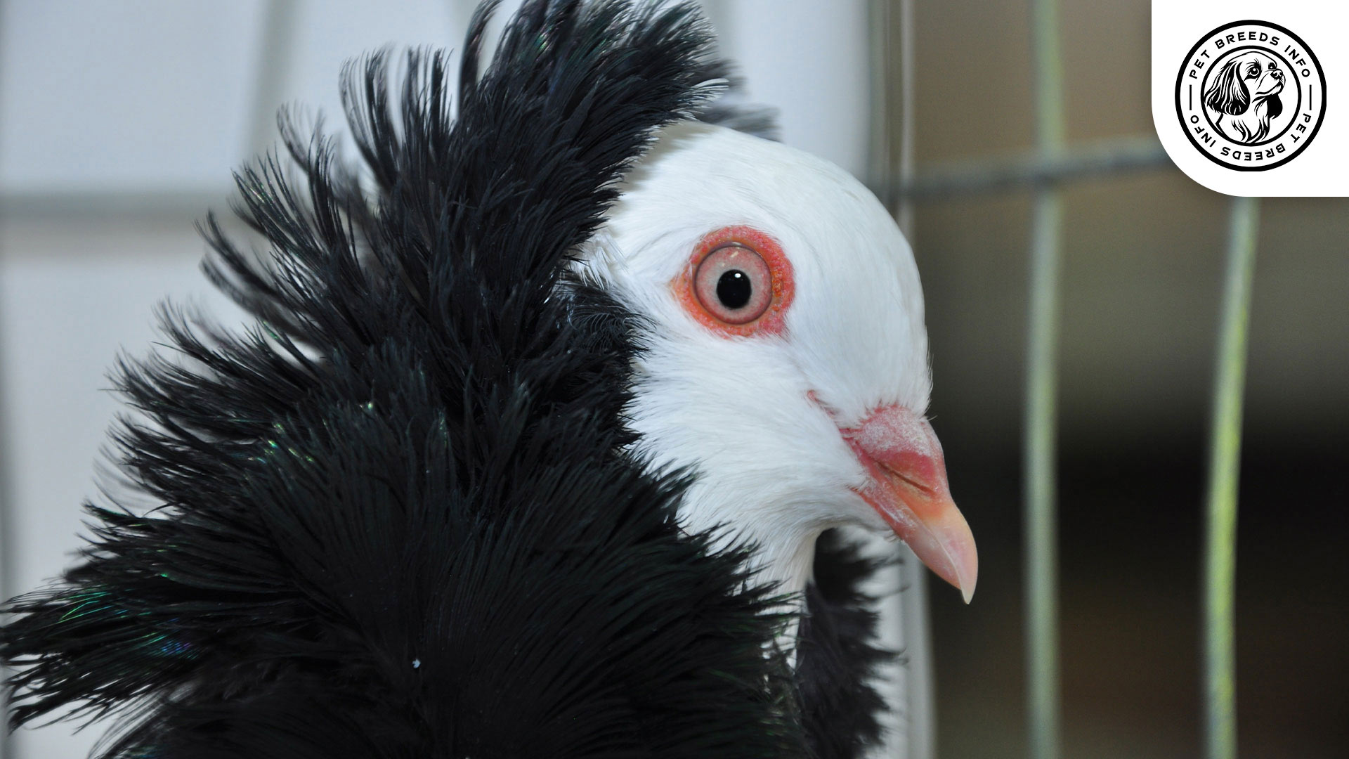 Jacobin Pigeon Physical