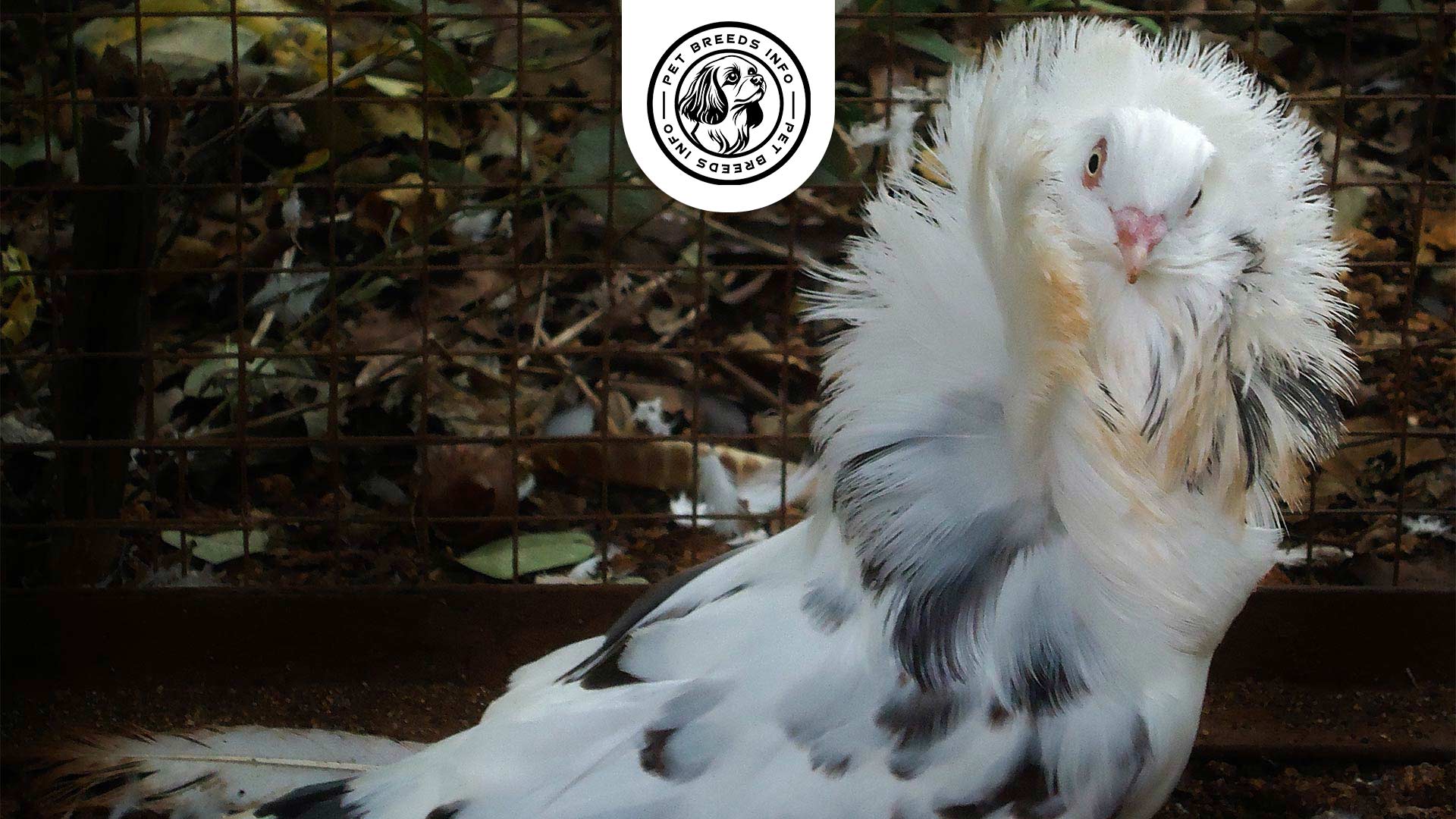 Jacobin Pigeon