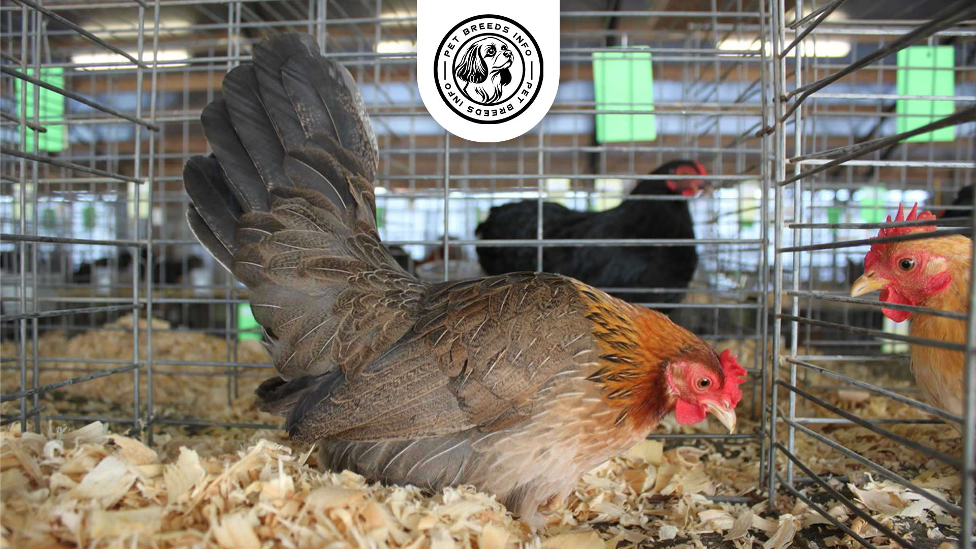 Japanese Bantam Chicken Diet