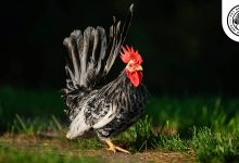 Japanese Bantam Chicken