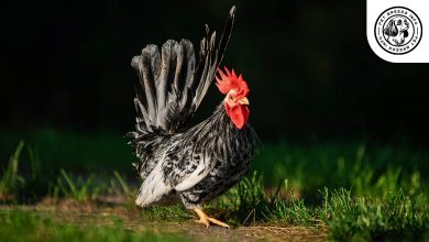 Japanese Bantam Chicken