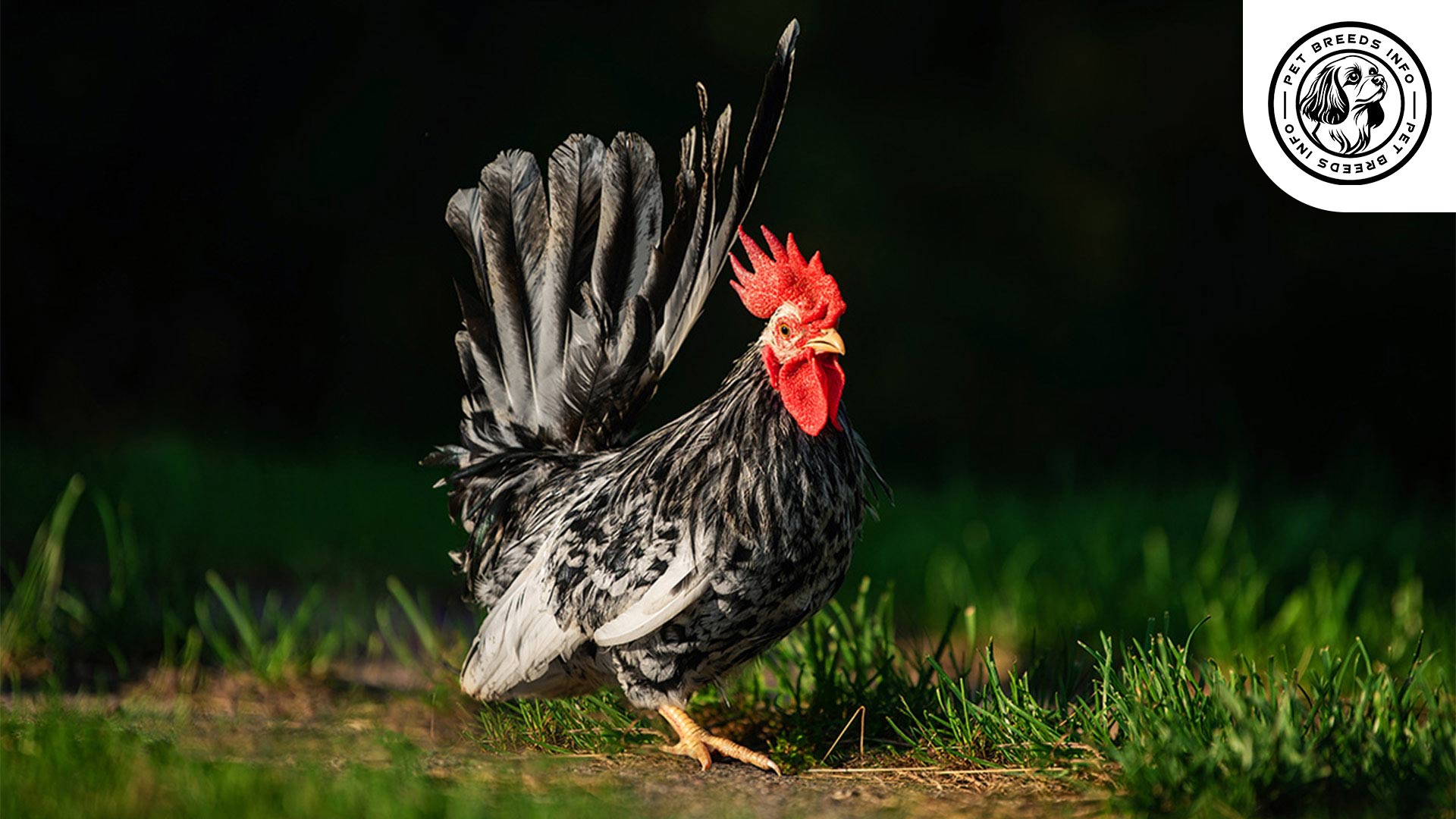 Japanese Bantam Chicken