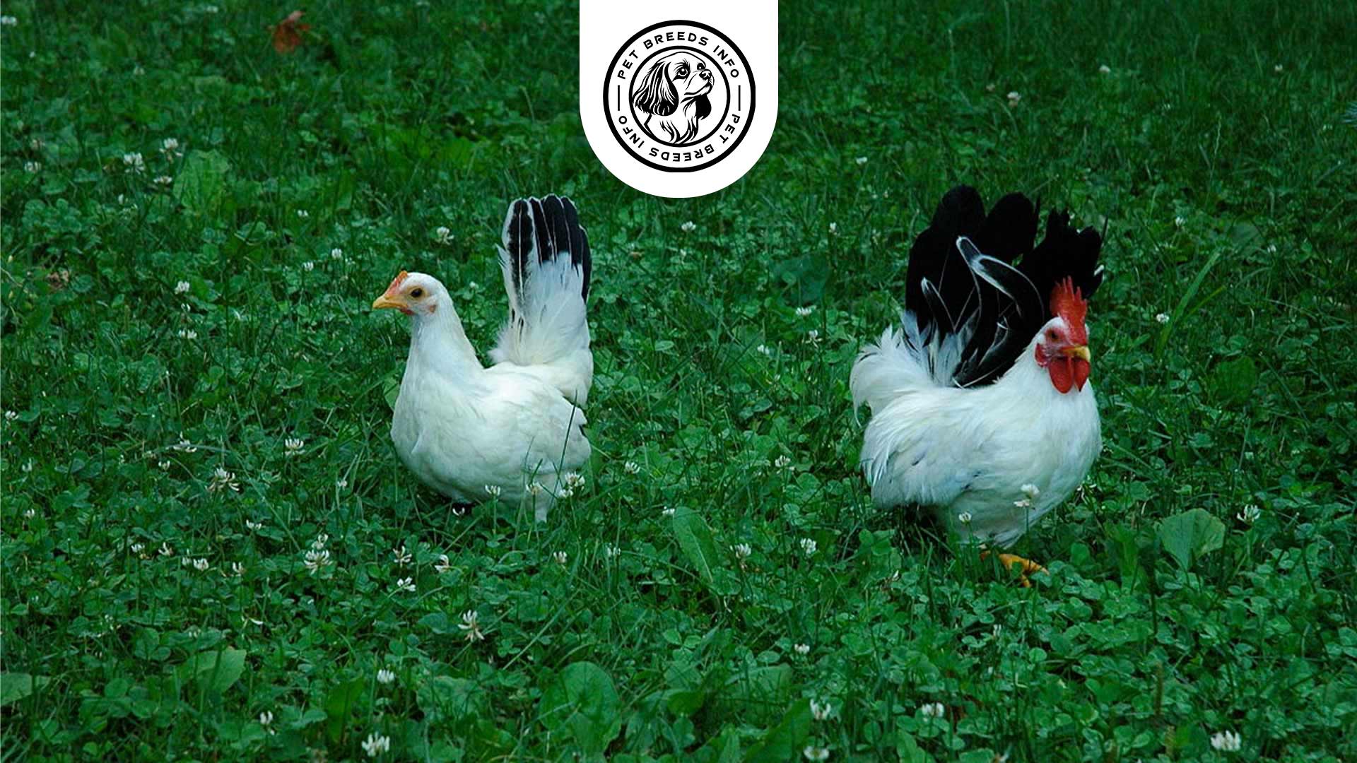 Japanese Bantam Chicken Personality