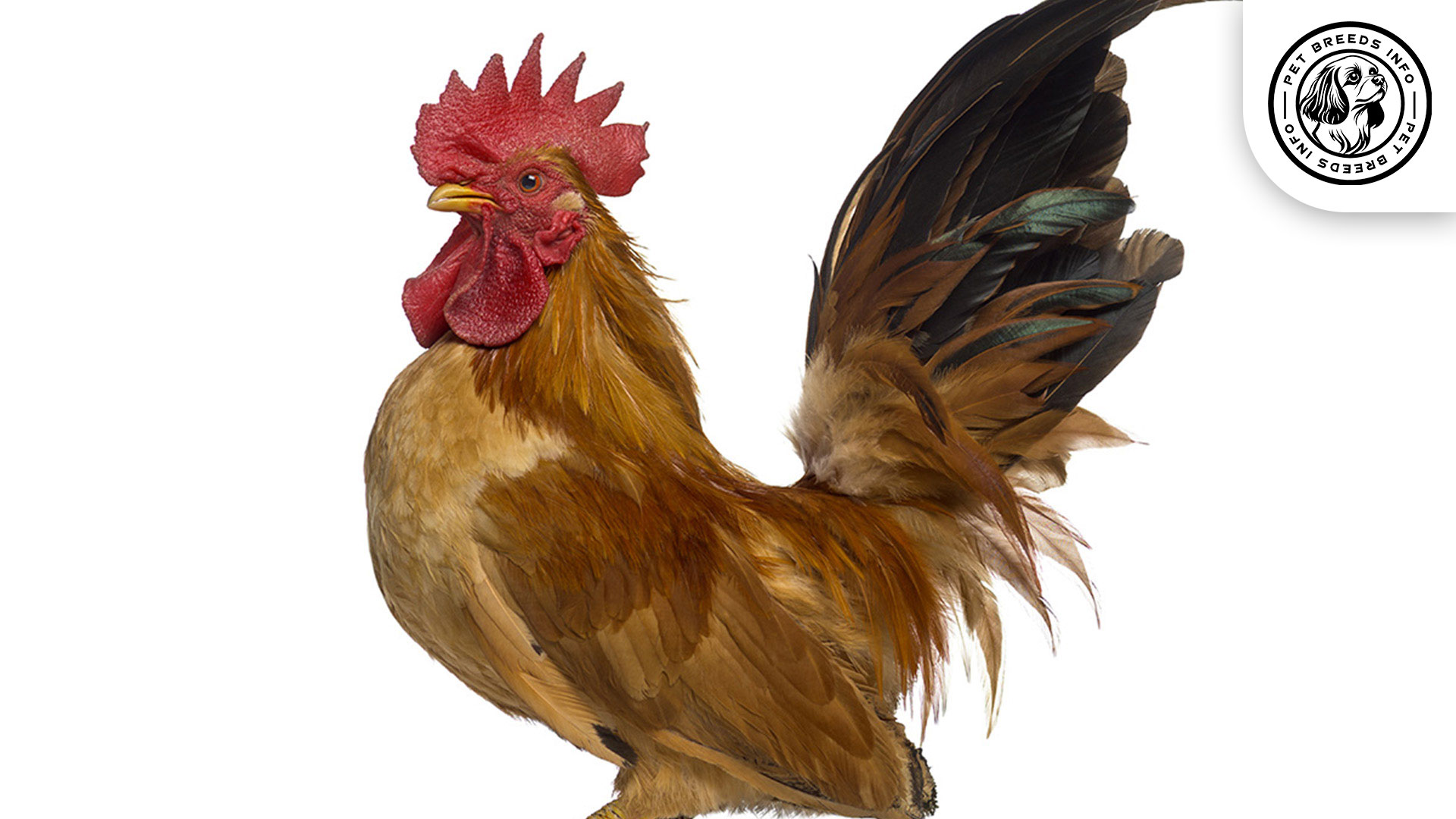 Japanese Bantam Chicken Physical