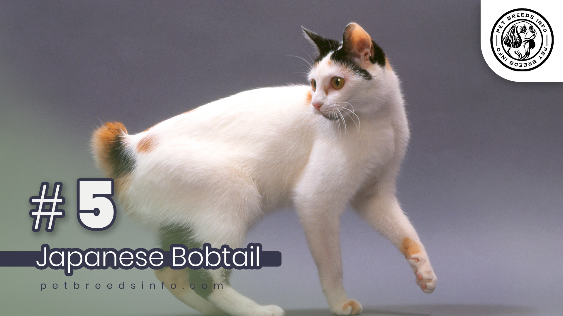 Japanese Bobtail