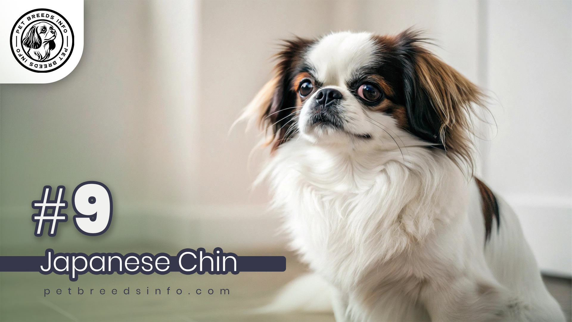 Japanese Chin Dog