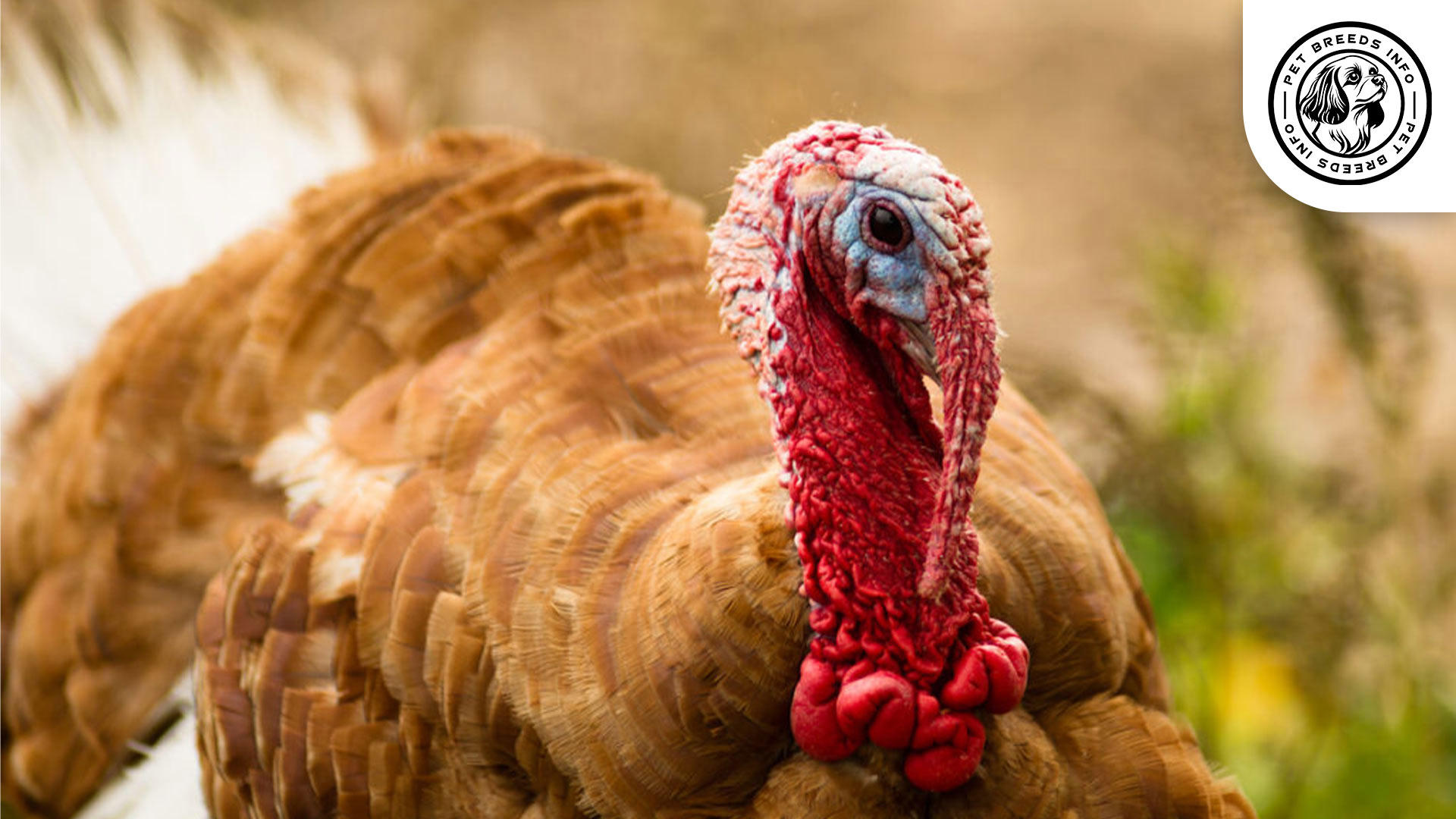 Jersey Buff Turkey Diet
