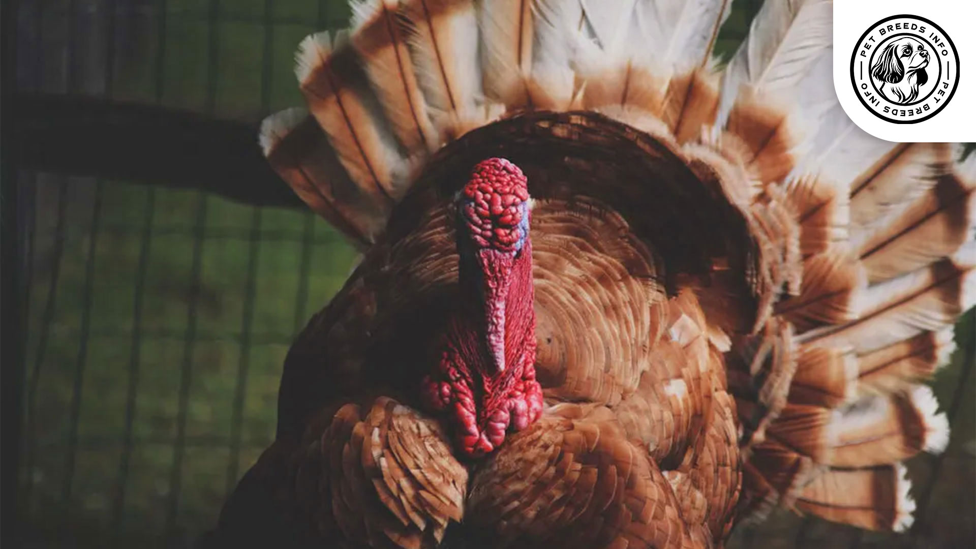 Jersey Buff Turkey Physical