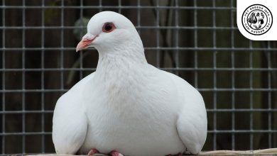 King Pigeon