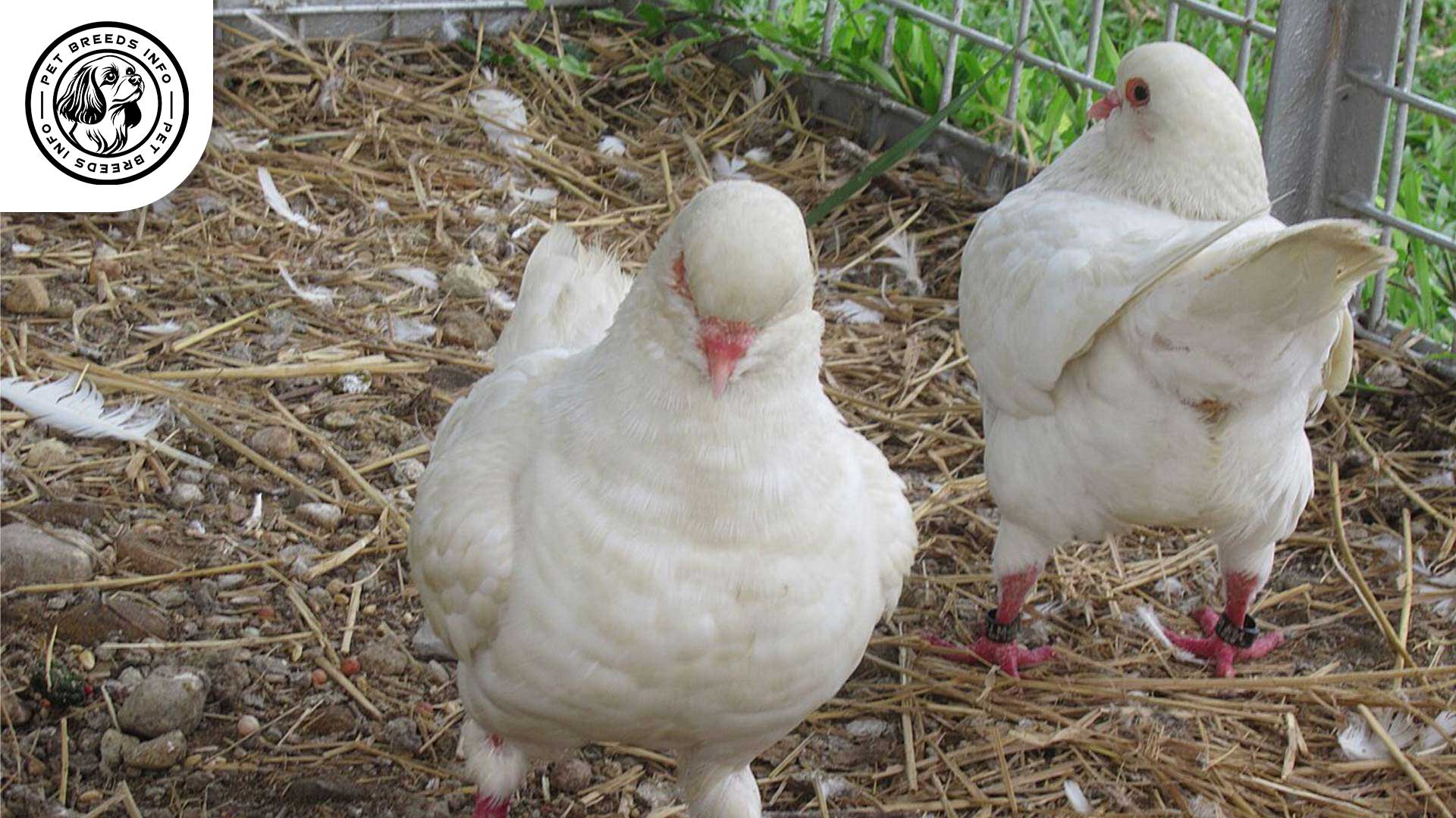 King Pigeon Diet