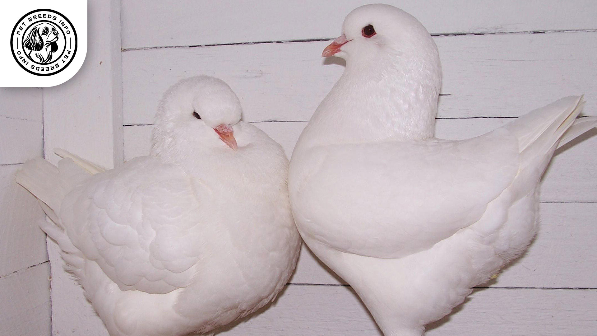 King Pigeon Personality