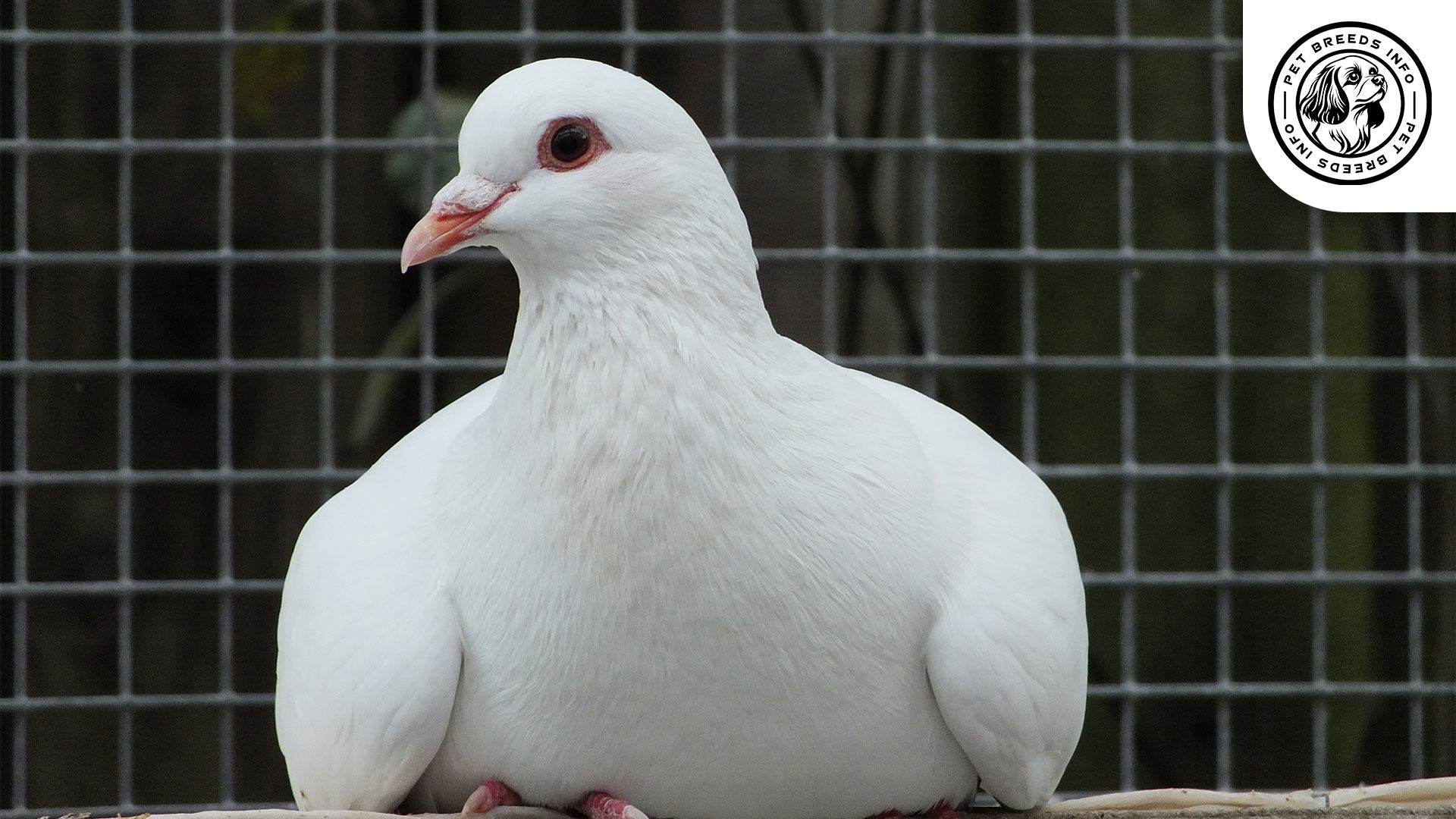 King Pigeon