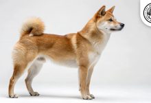 Kishu Ken Dog