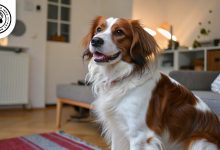 Kooikerhondje at home