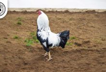 Kraienkoeppe Chicken