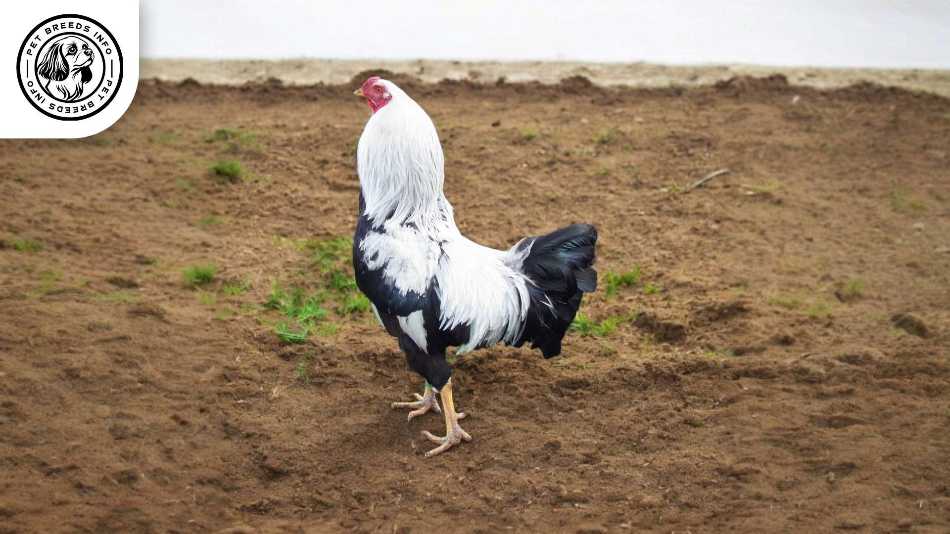 Kraienkoeppe Chicken