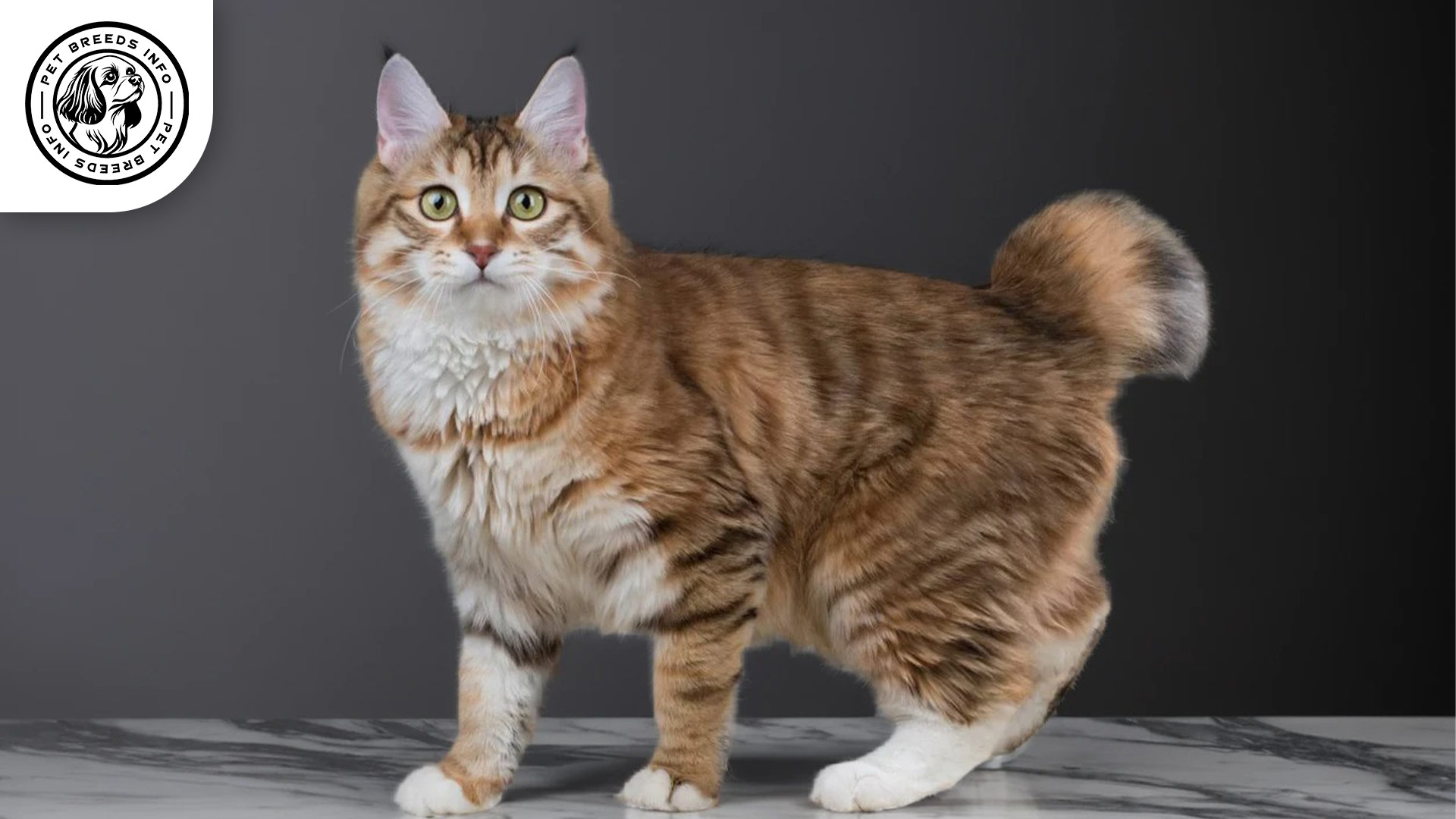 Kurilian Bobtail Cat Breed Interaction