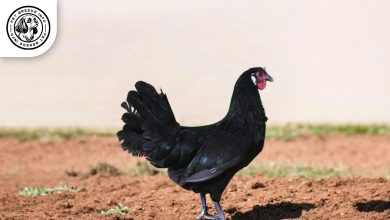 La Fleche Chicken
