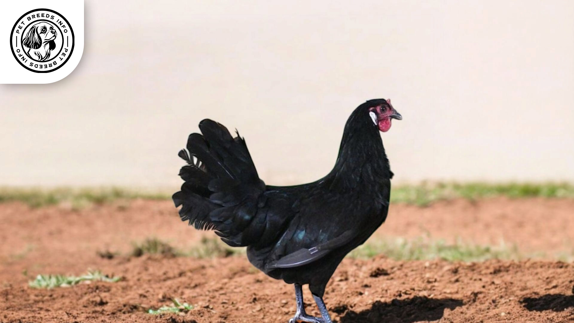 La Fleche Chicken