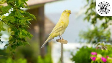 Lancashire Canary