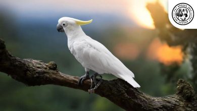 Lesser Sulphur-crested Cockatoo