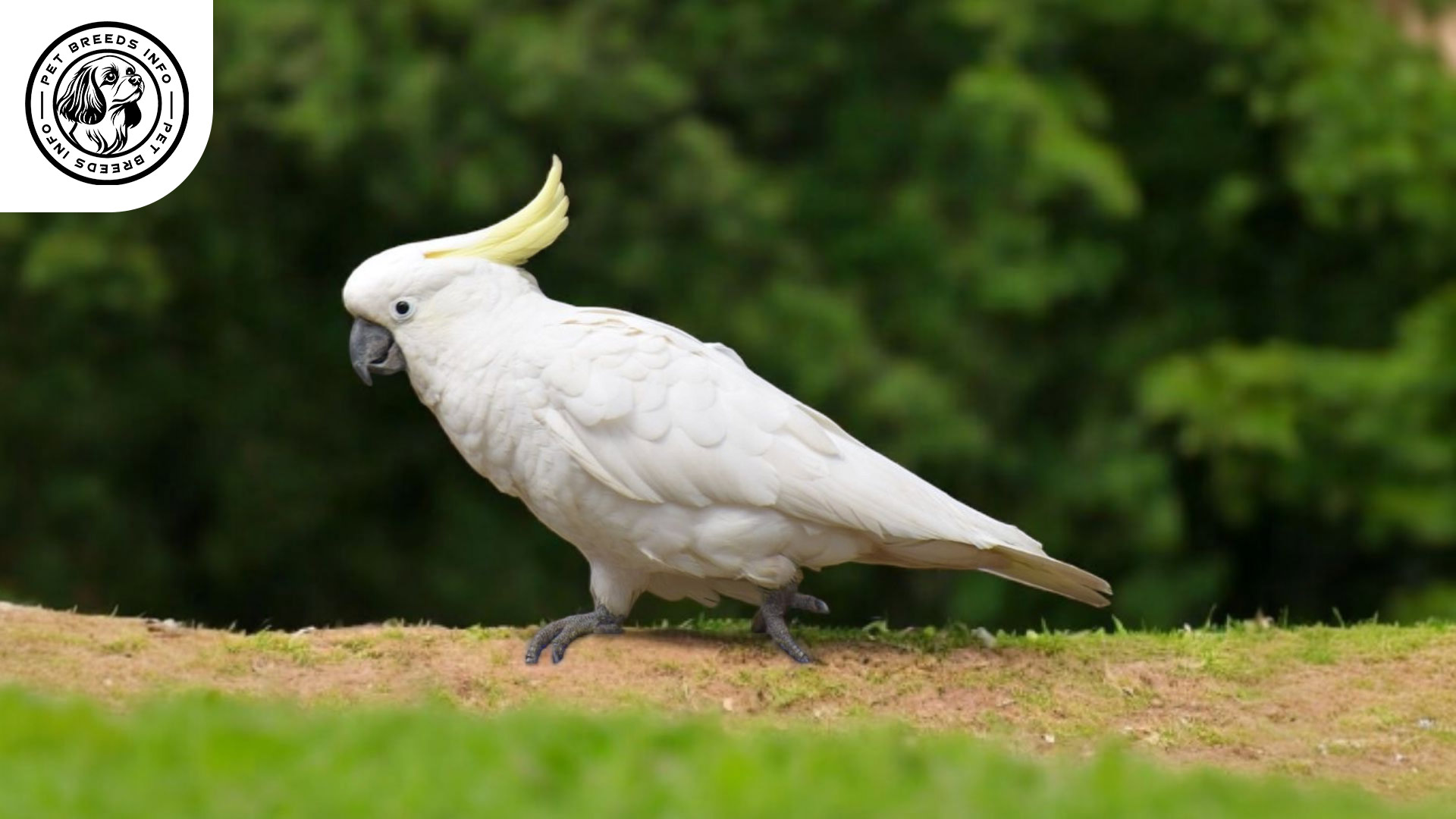 Lesser Sulphur-crested Cockatoo Care