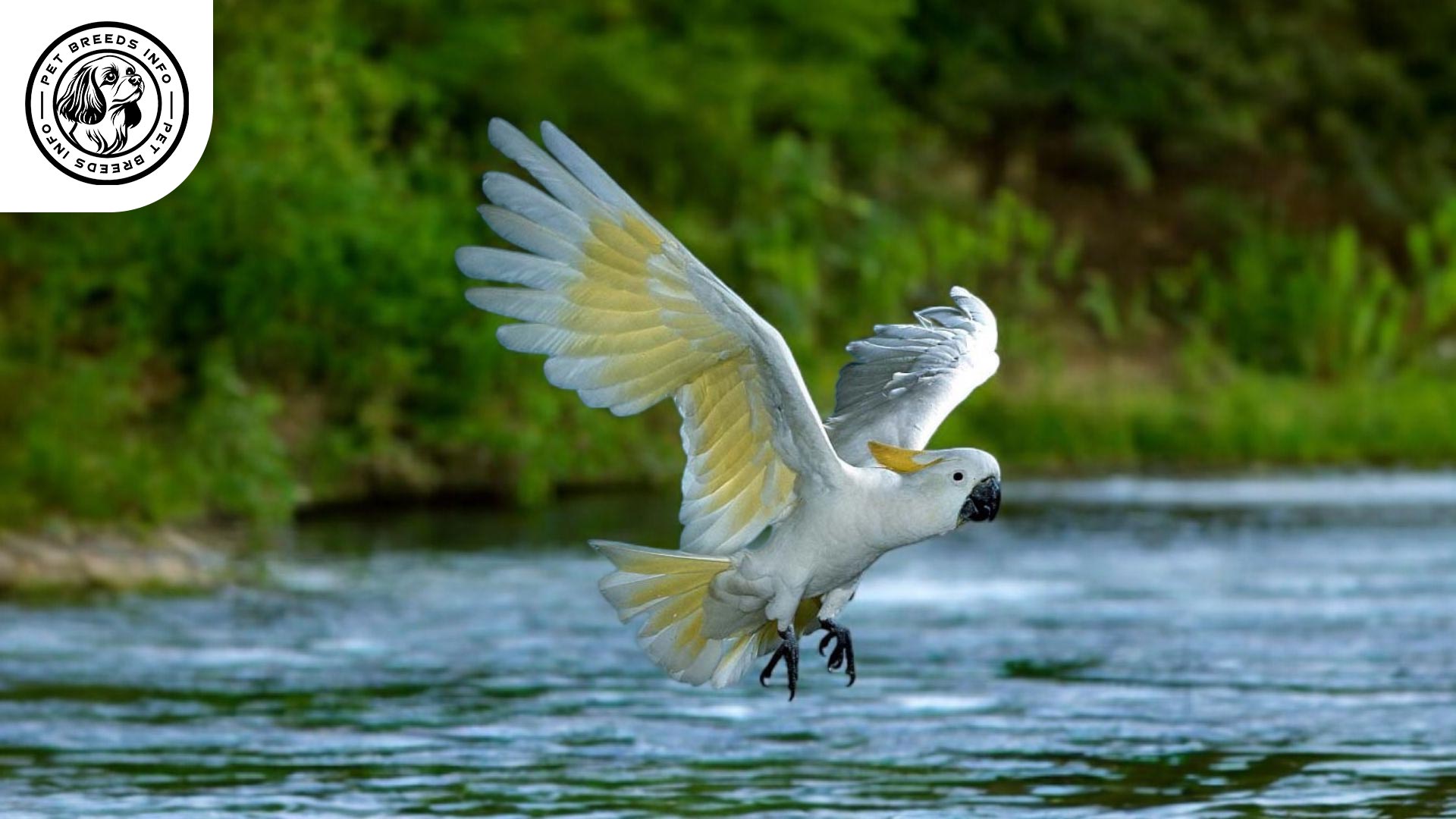 Lesser Sulphur-crested Cockatoo Personality