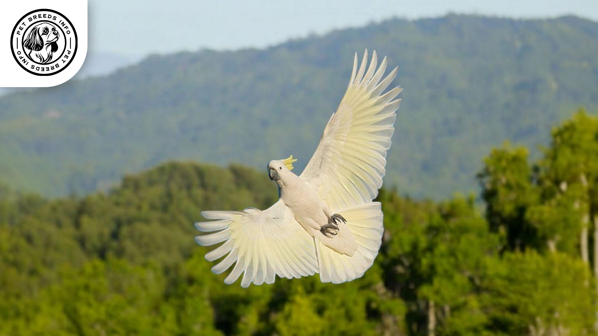 Lesser Sulphur-crested Cockatoo Physical Characteristics
