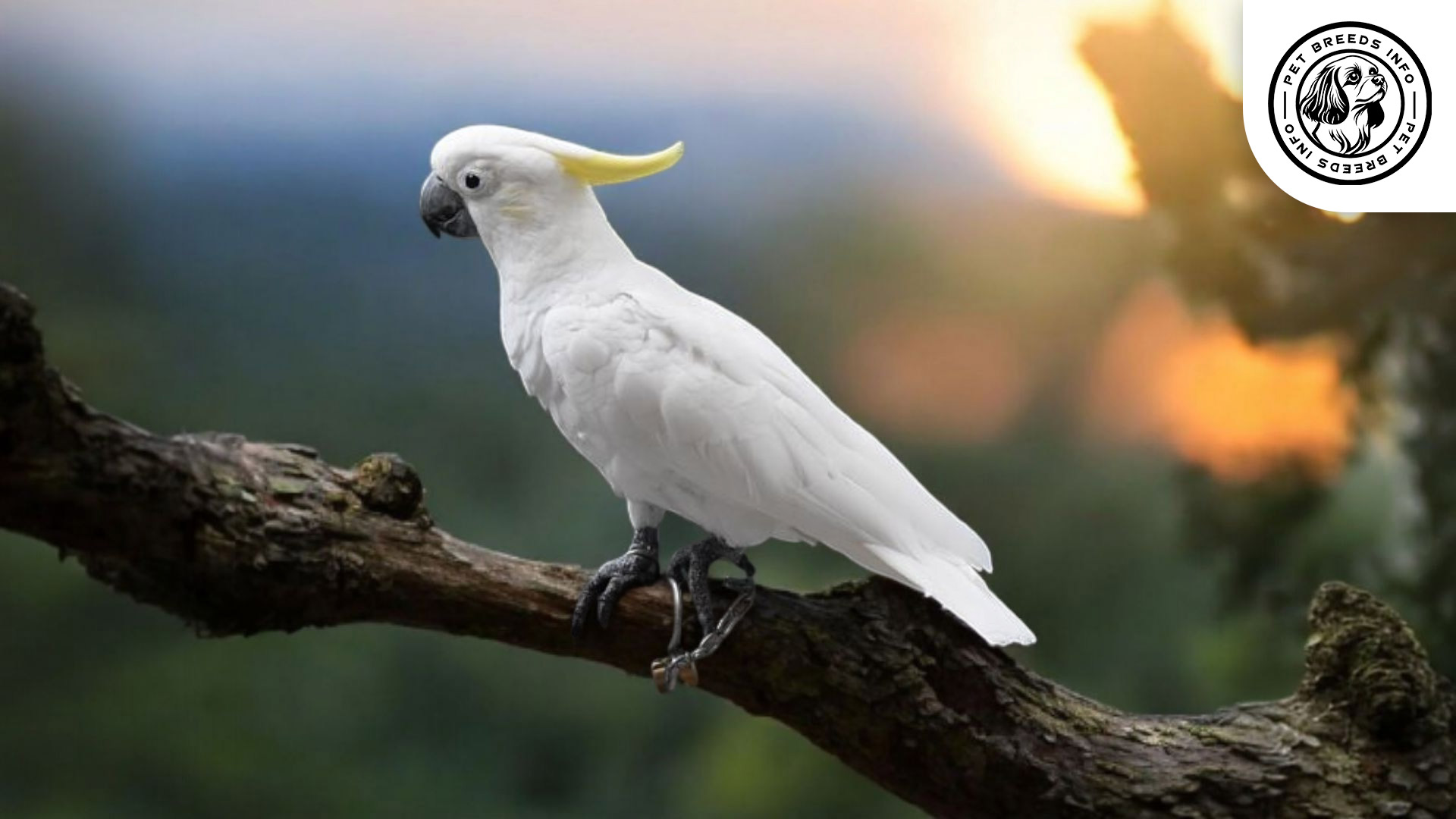 Lesser Sulphur-crested Cockatoo