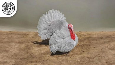 Lilac Turkey