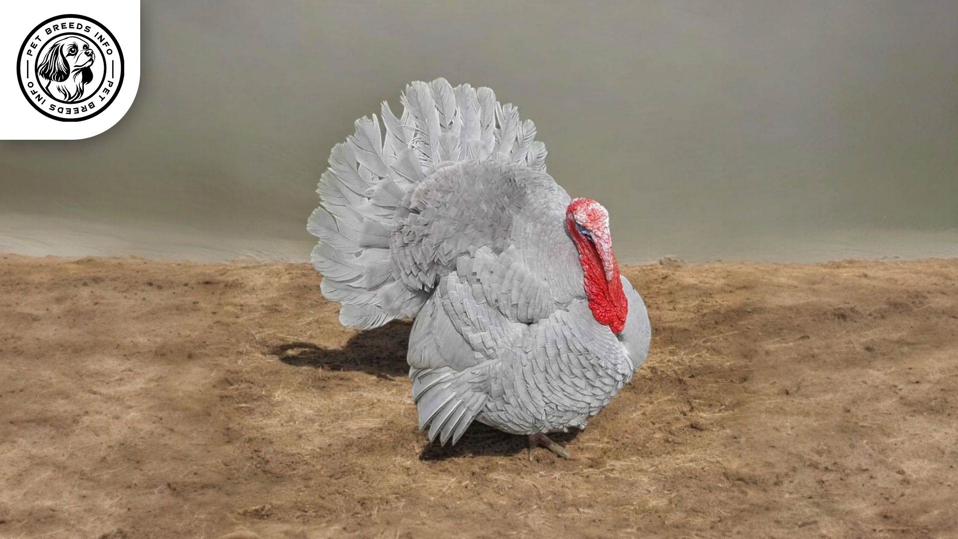 Lilac Turkey