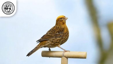 Lizard Canary