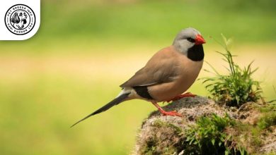 Long-tailed Finch