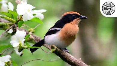 Lühder's Bushshrike