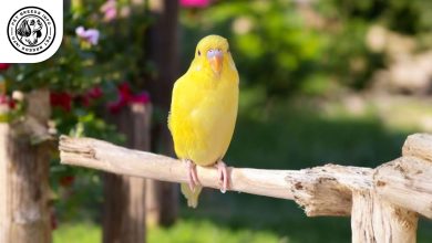 Lutino Budgerigar