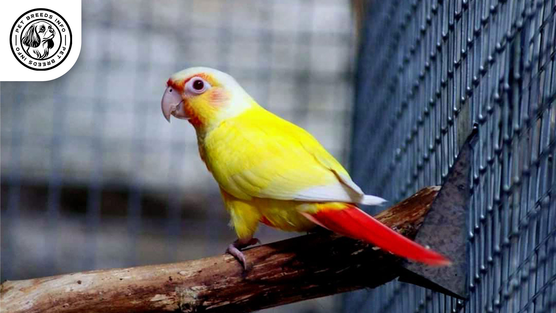 Lutino-Conure-Interaction