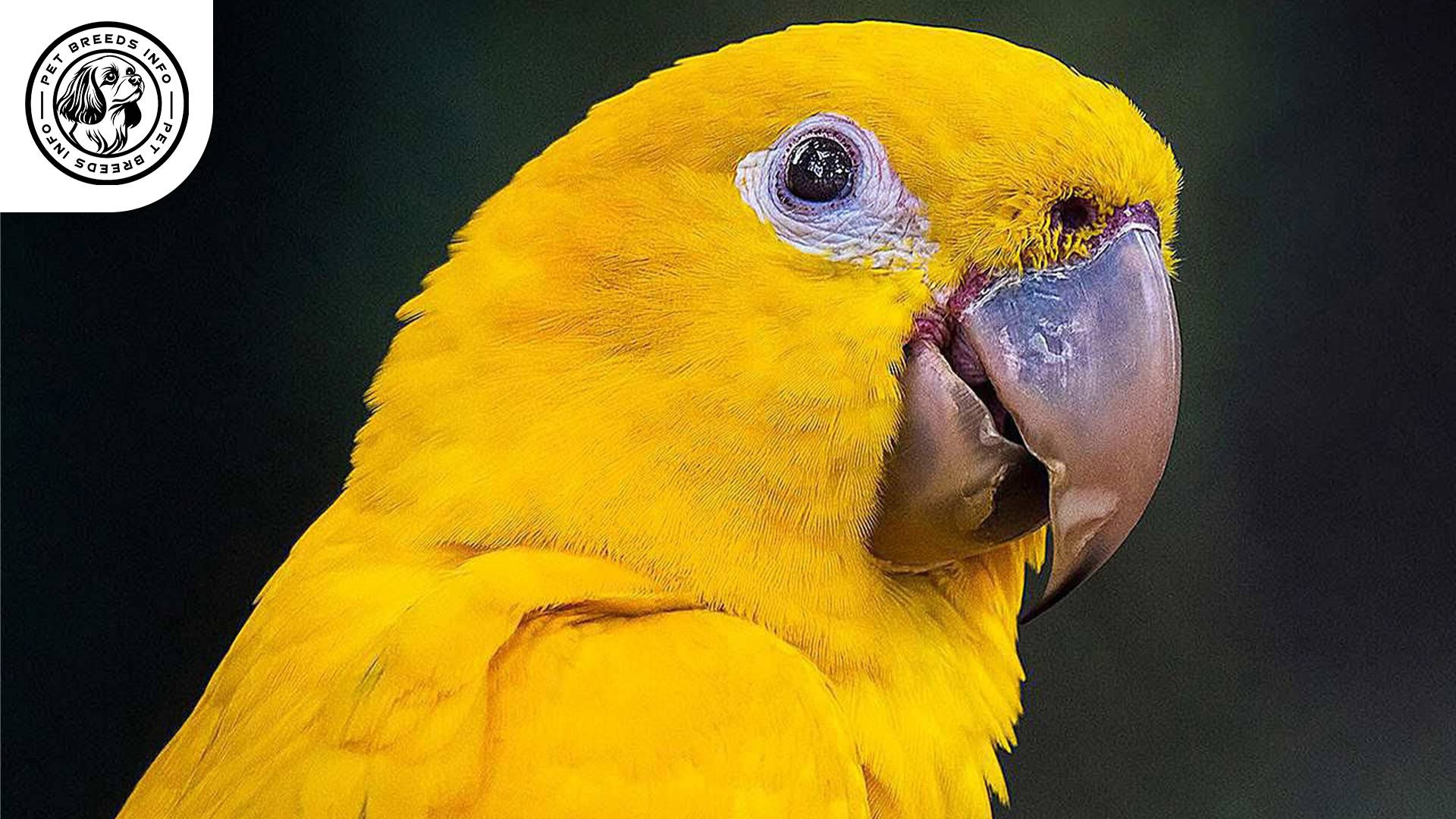 Lutino-Conure-Personality