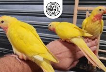 Lutino-Conure Physical